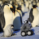 Image for article titled (Adorable Baby Robot Penguin) Big Brother Is Watching